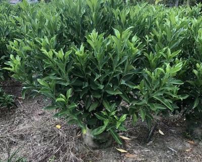 非洲茉莉扦插成功的关键是什么？