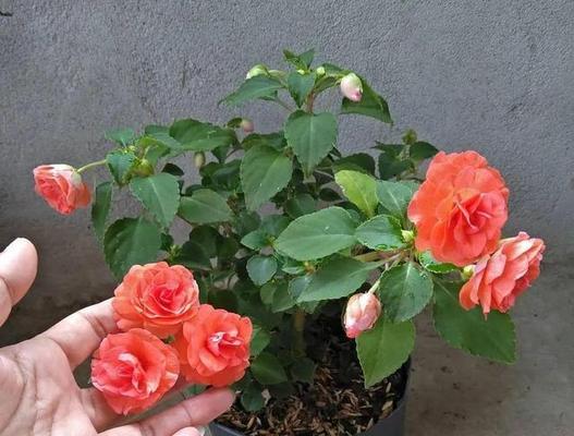 重瓣凤仙花修剪技巧有哪些？