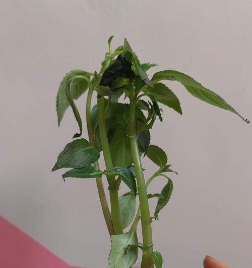 重瓣凤仙花修剪技巧有哪些？