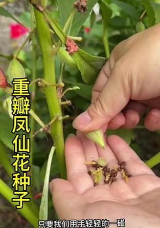 重瓣凤仙花修剪技巧有哪些？