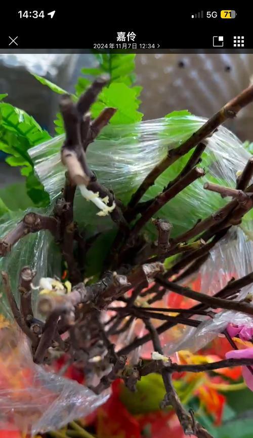 花苗移栽时应该注意哪些要点？