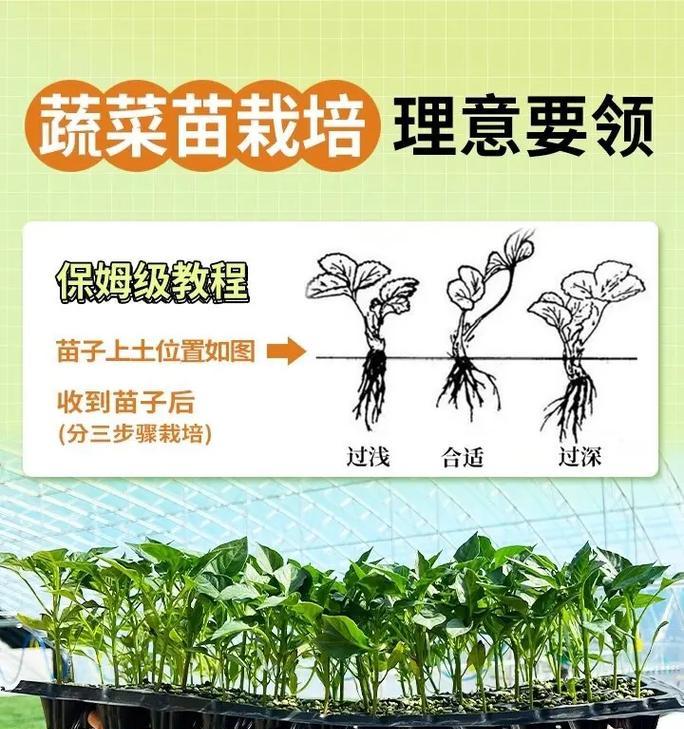 花苗移栽时应该注意哪些要点？