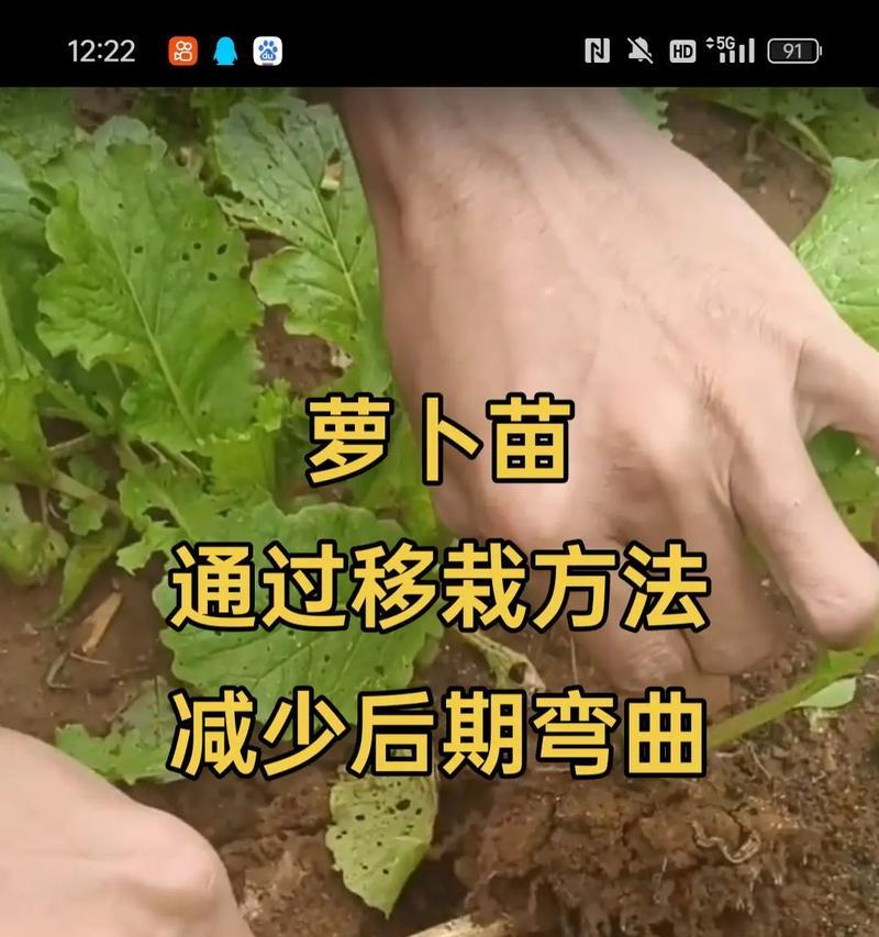 花苗移栽时应该注意哪些要点？