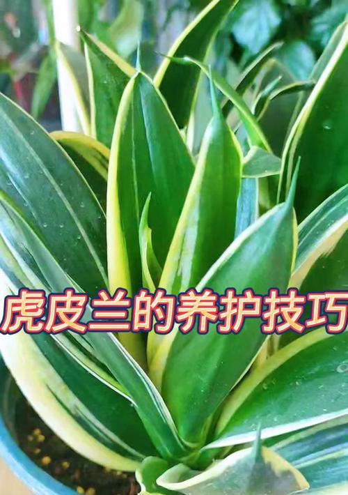 虎皮花品种的识别方法？虎皮花的养殖和繁殖技巧？