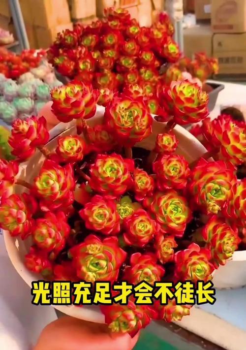 虎皮花品种的识别方法？虎皮花的养殖和繁殖技巧？