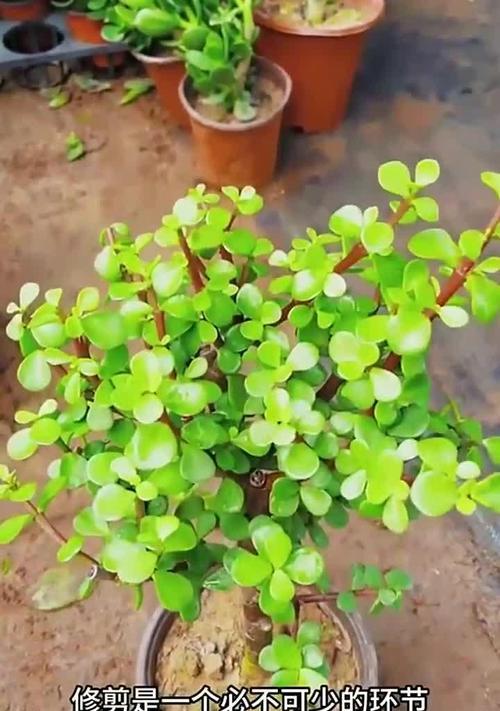 金枝玉叶开花的秘诀是什么？如何养护？