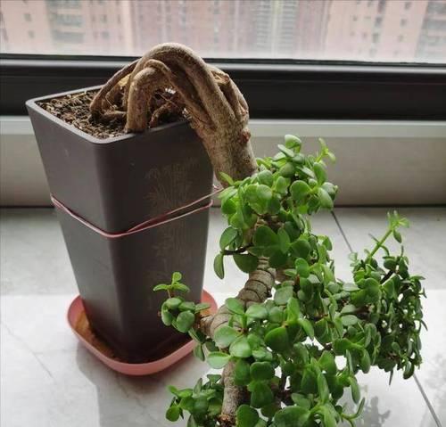 金枝玉叶开花的秘诀是什么？如何养护？