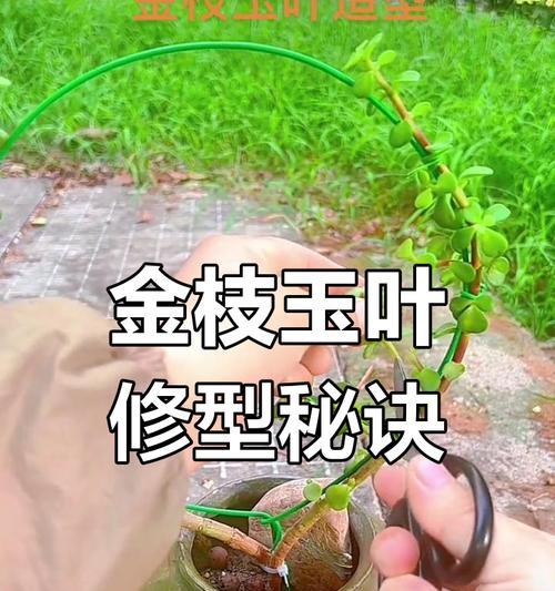 金枝玉叶开花的秘诀是什么？如何养护？