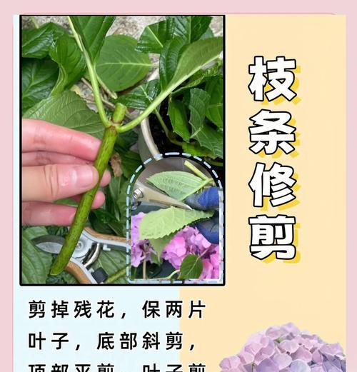 绣球花换盆的最佳时机是什么时候？