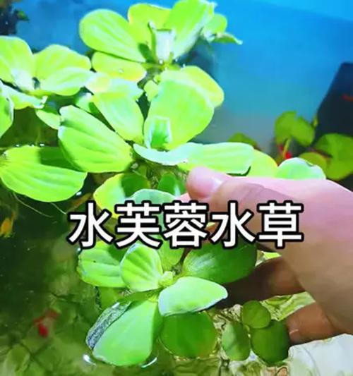 水芙蓉怎么养护？水芙蓉的日常护理和繁殖方法是什么？