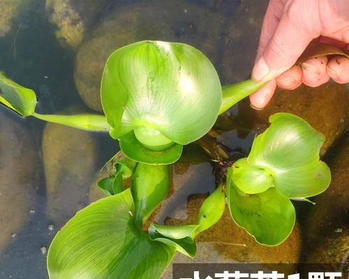 水芙蓉怎么养护？水芙蓉的日常护理和繁殖方法是什么？