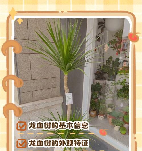 龙血树的外观特征是什么？