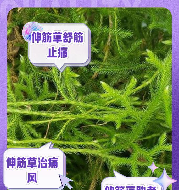 跳舞草的神奇作用是什么？它有哪些健康益处？