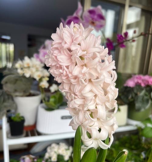 风信子开花后处理步骤是什么？