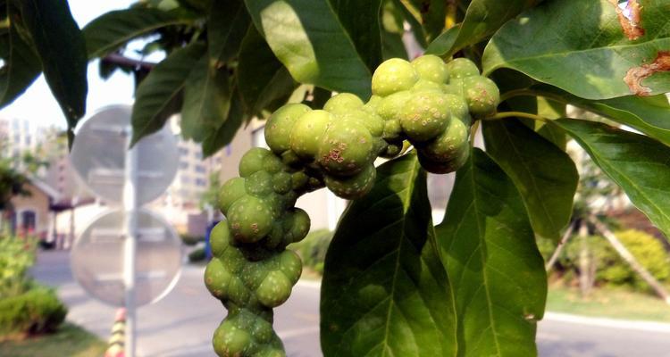 玉兰树修剪指南：玉兰树修剪的最佳实践是什么？