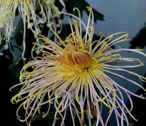 秋天开花的花卉有哪些？它们如何适应季节变化？