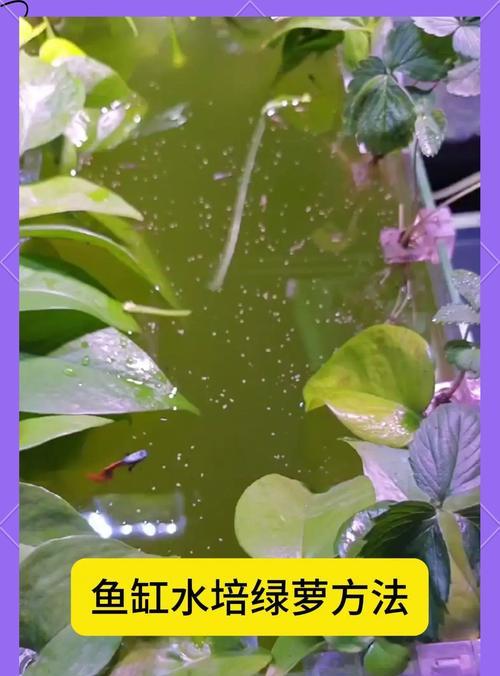 大绿萝的正确浇水方法是什么？如何让绿萝长得更茂盛？