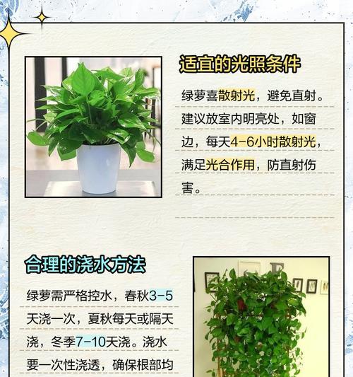 大绿萝的正确浇水方法是什么？如何让绿萝长得更茂盛？