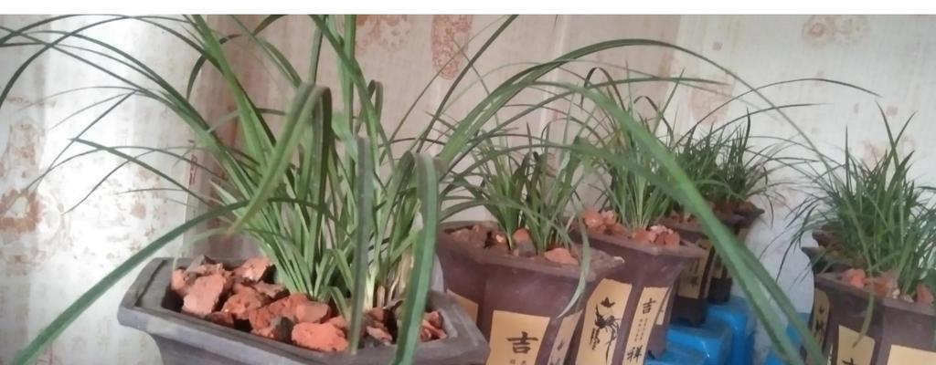 兰草的养殖技巧和常见问题有哪些？