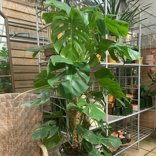 室内植物养护建议？哪些植物适合室内种植？