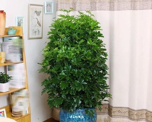室内植物养护建议？哪些植物适合室内种植？