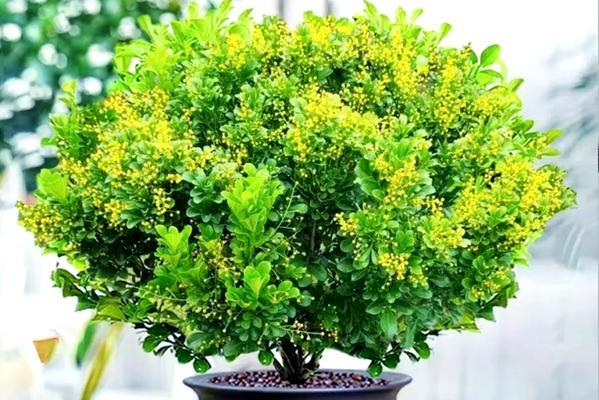 哪些花能净化空气？它们的净化效果如何？