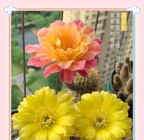 哪些花能净化空气？它们的净化效果如何？