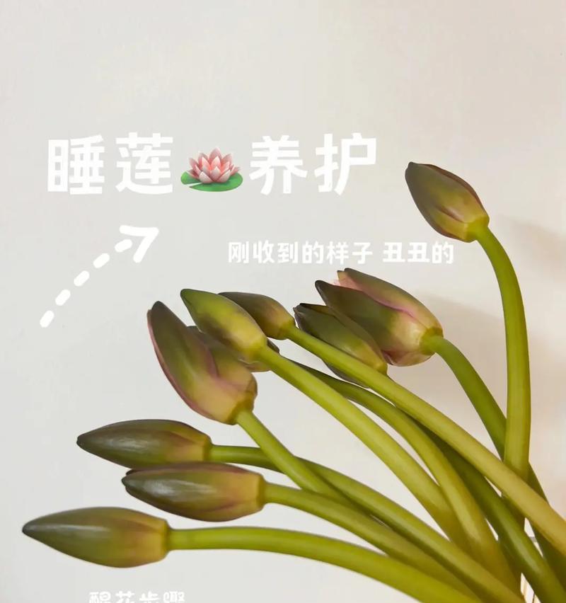 吉娃莲繁殖的有效技巧和注意事项是什么？
