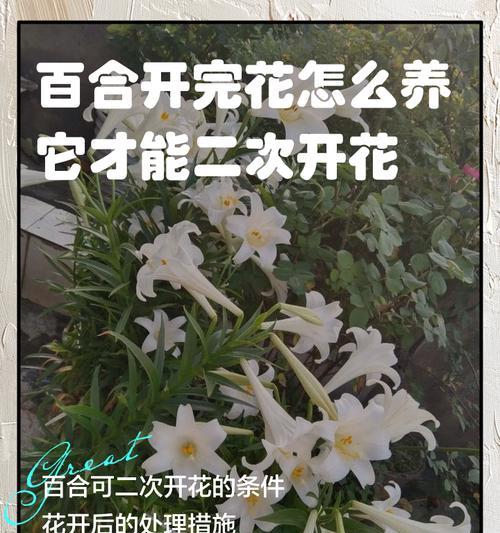 百合花花期结束后如何养护？延长下次开花的方法？