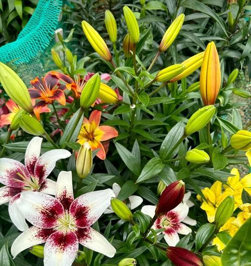 百合花花期结束后如何养护？延长下次开花的方法？