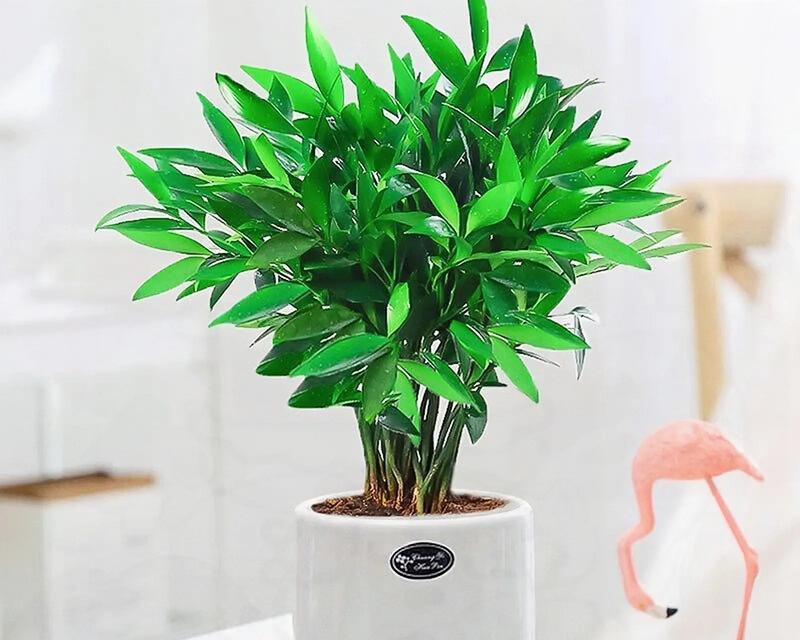 室内植物的养护要点有哪些？怎样保持室内绿植的生机？