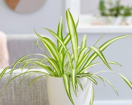 室内植物的养护要点有哪些？怎样保持室内绿植的生机？
