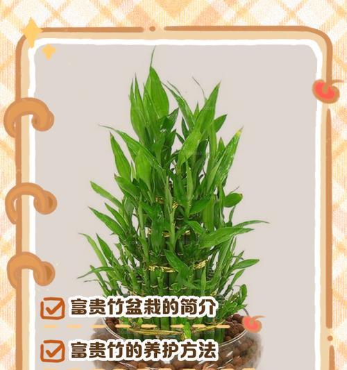 富贵竹种子播种的正确方法是什么？
