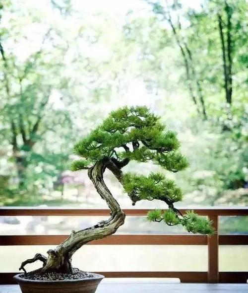 五针松施肥的正确方法是什么？