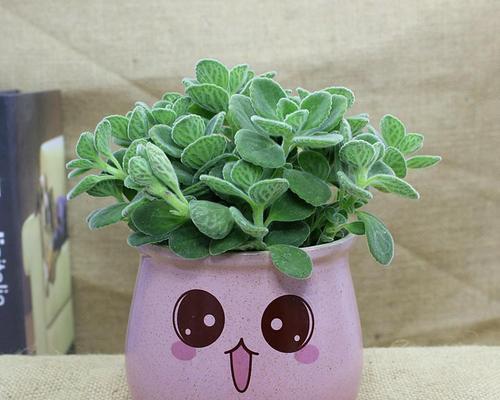 一抹香是什么植物？一抹香的香味特点是什么？