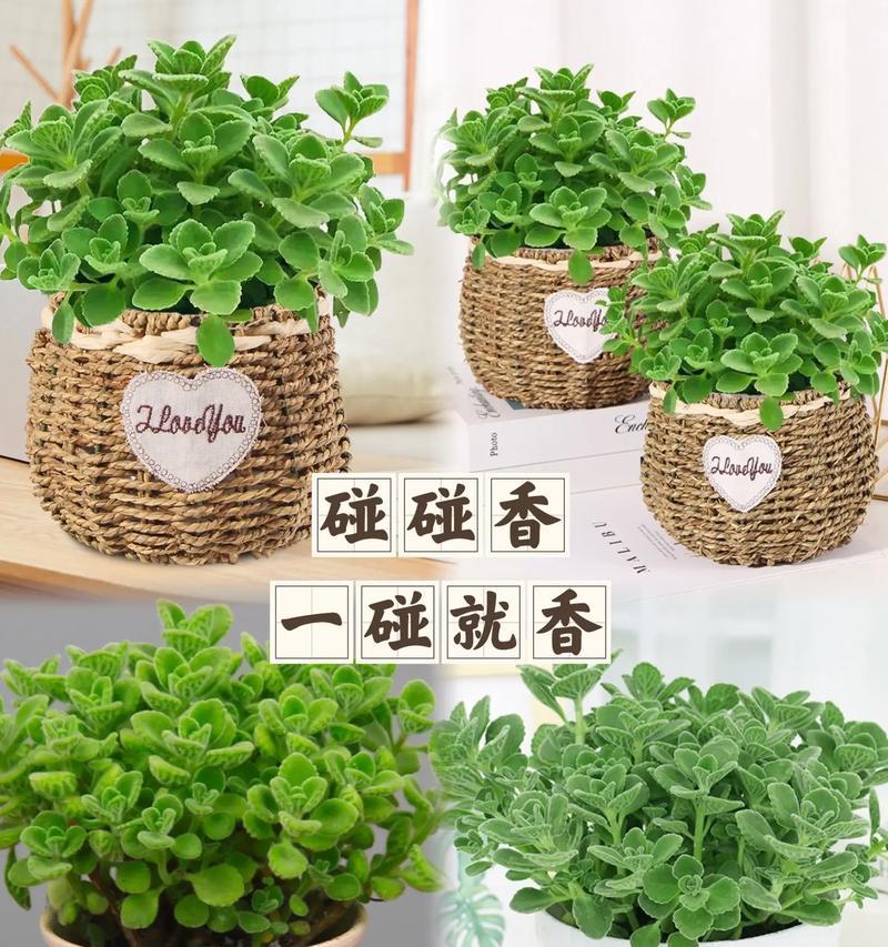 一抹香是什么植物？一抹香的香味特点是什么？