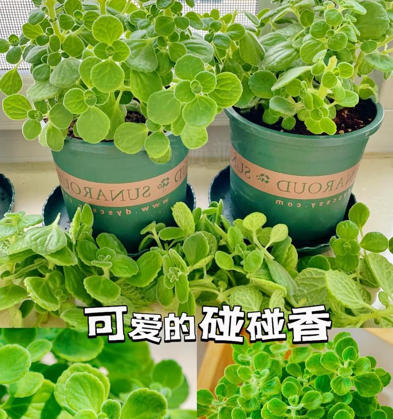 一抹香是什么植物？一抹香的香味特点是什么？