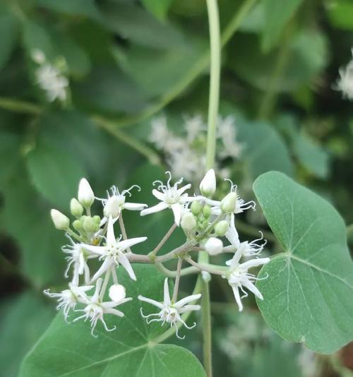 天鹅绒花的别名是什么？