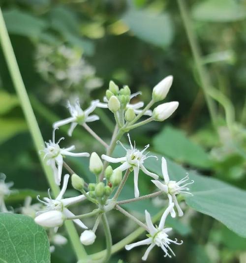 天鹅绒花的别名是什么？