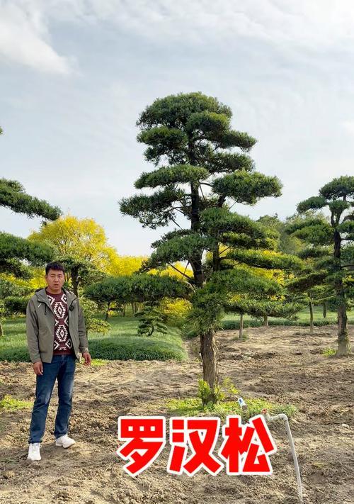 罗汉松品种众多如何选择？最好的罗汉松品种有什么特点？