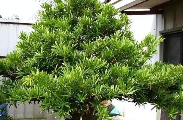 罗汉松品种众多如何选择？最好的罗汉松品种有什么特点？