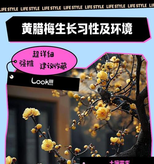 腊梅养殖的要点和常见问题有哪些？