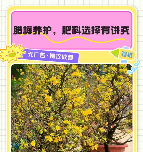 腊梅养殖的要点和常见问题有哪些？