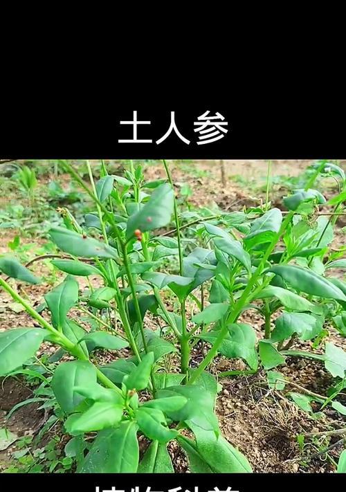 人参榕的土壤选择和种植技巧是什么？