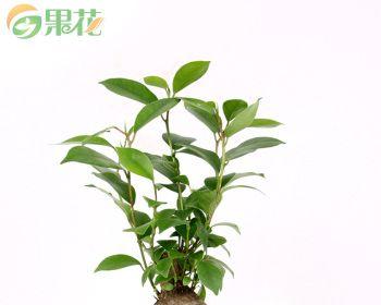 人参榕的土壤选择和种植技巧是什么？