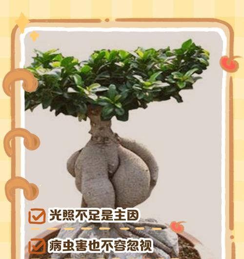 人参榕的土壤选择和种植技巧是什么？