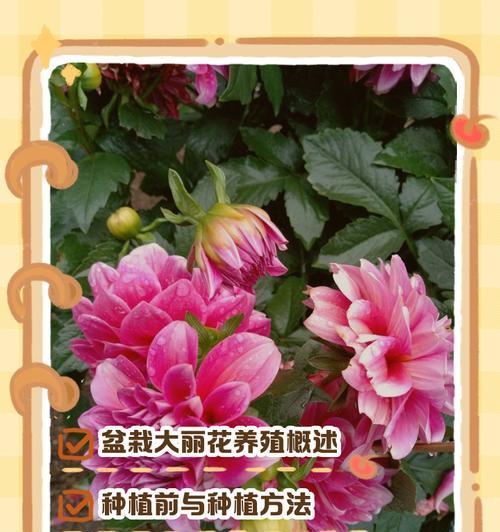 丽娜植物的养护技巧有哪些？
