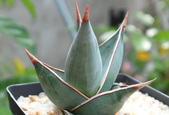 大型龙舌兰有哪些品种？特点和养护方法？