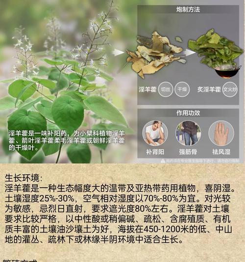 三叶草的用途有哪些？
