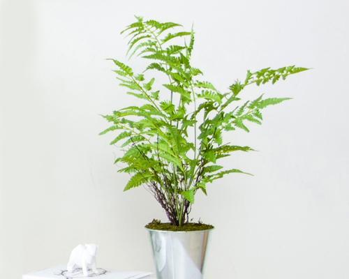 哪些植物适合做盆景？盆景植物的选择技巧是什么？